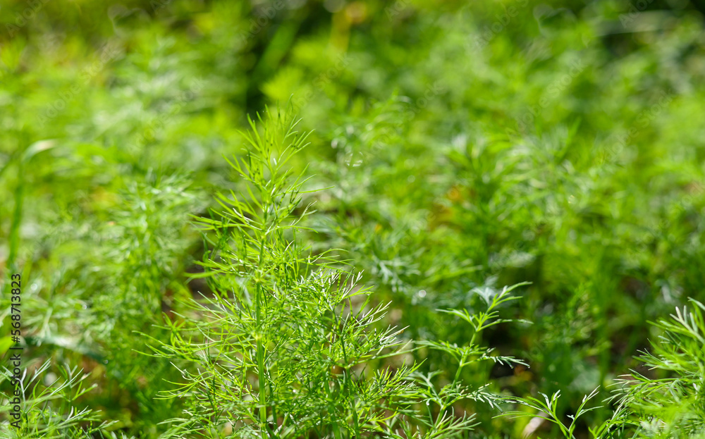 Fresh green dill and parsley grows in the garden, close-up background Fresh green dill and parsley grows in the garden, close-up background