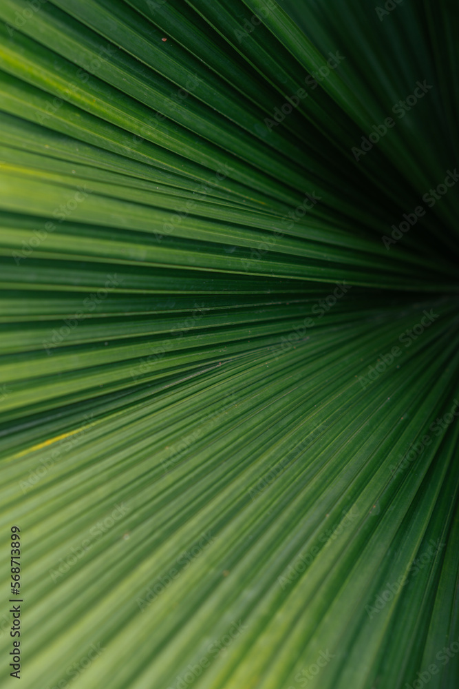 Obraz premium Green palm leaf layered texture background
