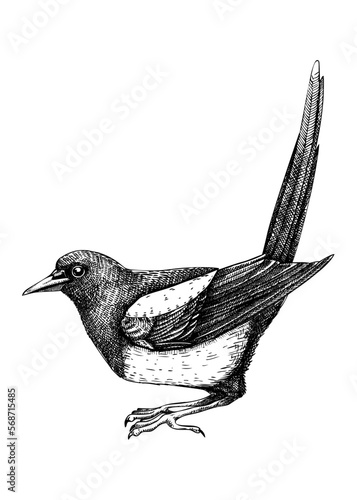 Magpie vector sketch. Hand drawn wildlife illustration in engraved style. Large black and white bird isolated on white background. Detailed animal drawing for print, poster, card, cover.