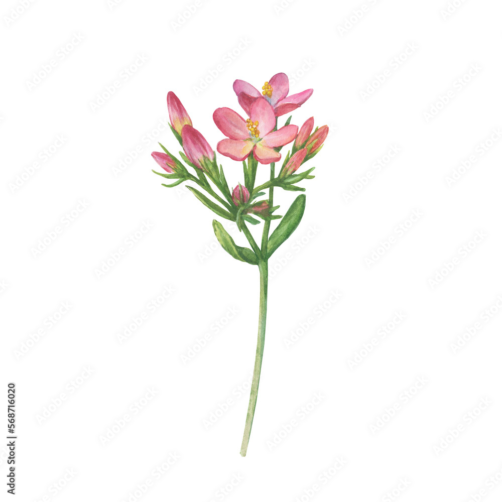 Closeup of bright pink centaurium flower (common centaury, centaurium erythraea). Watercolor hand drawn painting illustration isolated on white background.