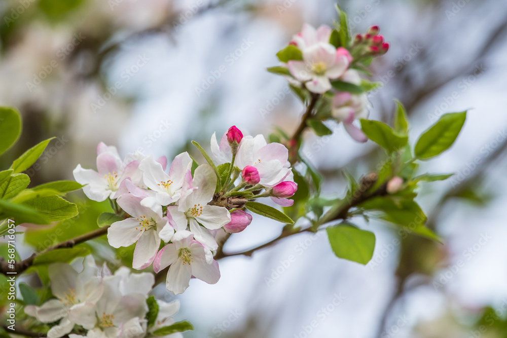 blossom in spring