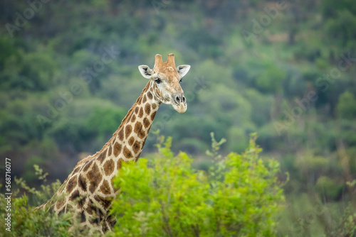 A giraffe in the wild