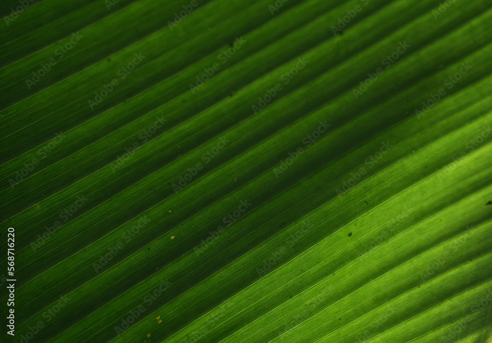 Green palm leaf layered texture background Green palm leaf layered texture background