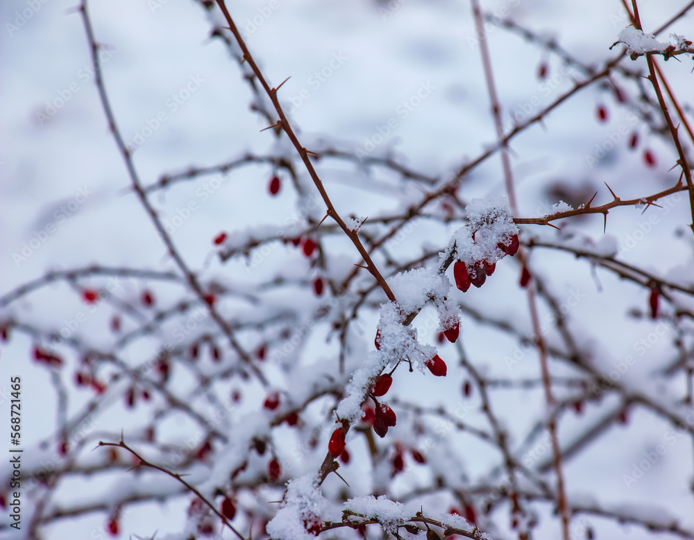 Branches of Berberis sibirica in winter with red ripe berries. After thawing, a little snow and droplets of frozen water remain on the berries and branches. Blurred selective focus