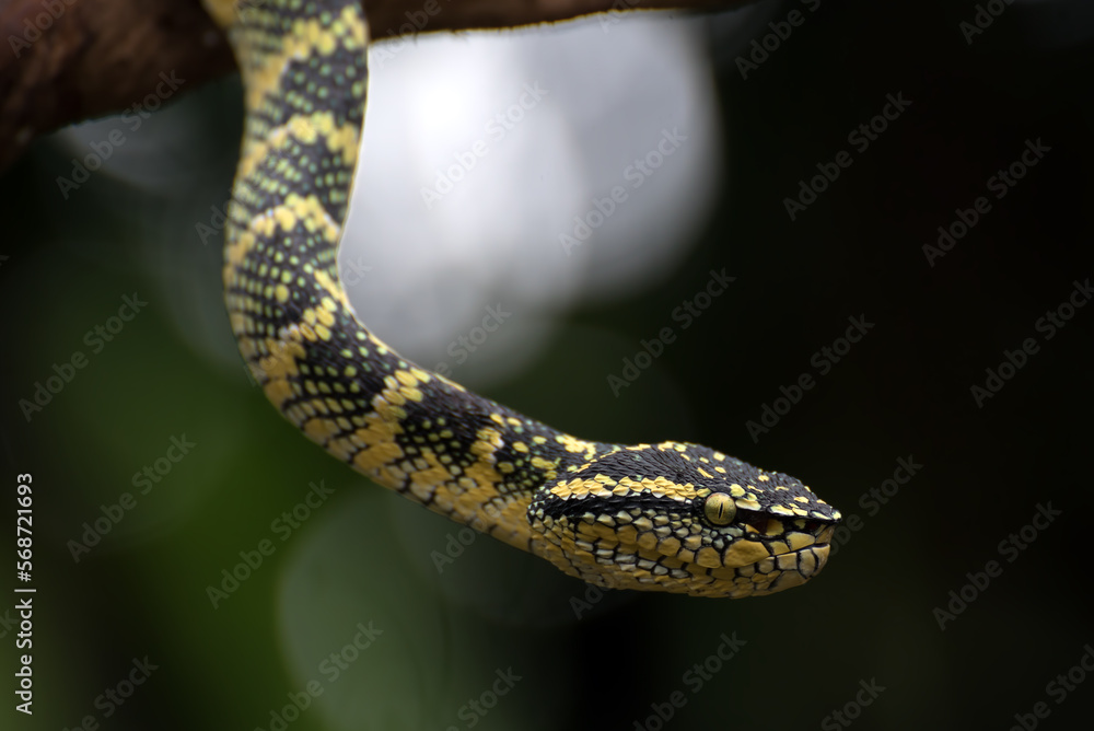 Fototapeta premium Wagler's pit viper on a tree branch