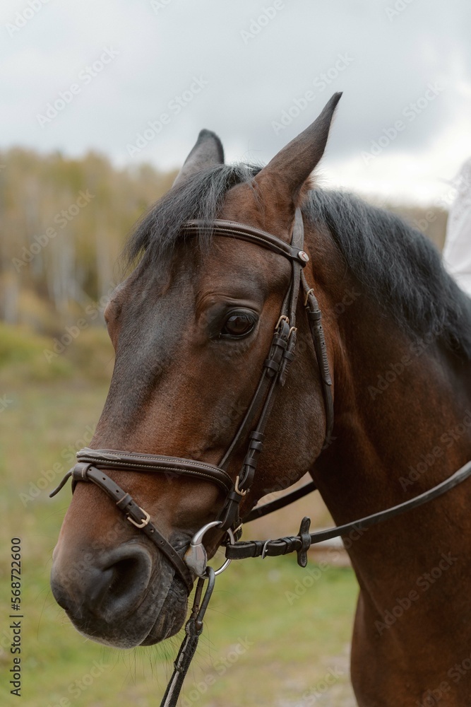 Obraz premium Brown horse head on nature background