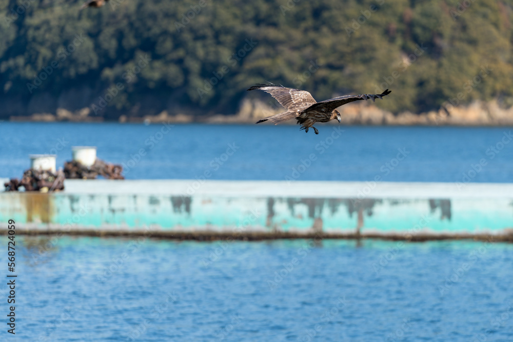 Fototapeta premium 飛翔する鳥