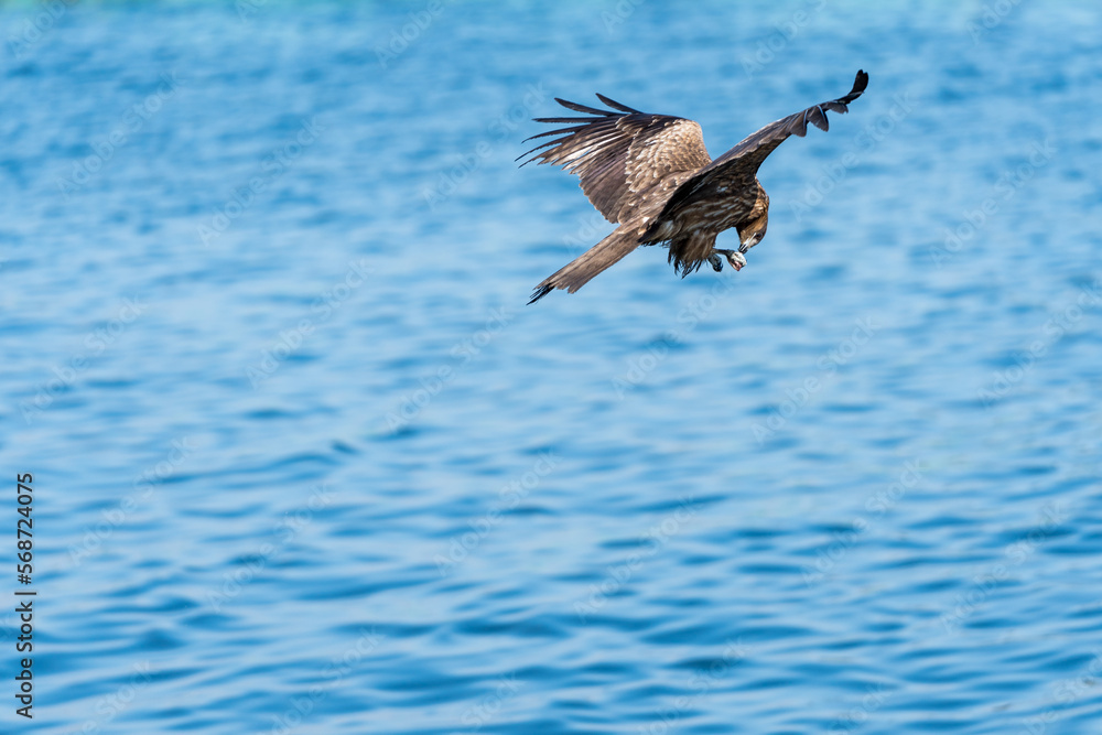 Obraz premium 海の上を飛翔するカモメ