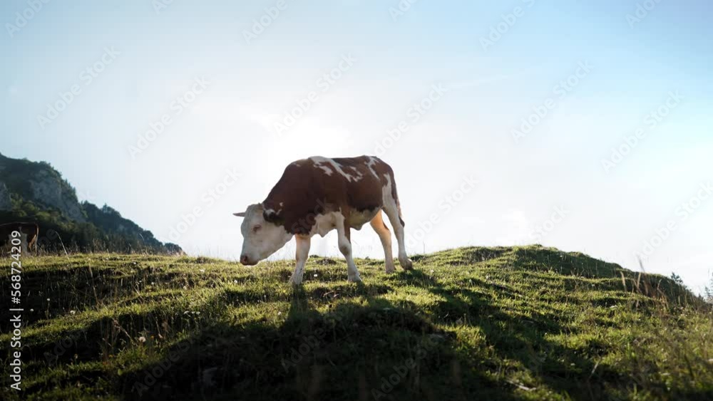 Cow lives in the mountains eating grass and walking over field Cow lives in the mountains eating grass and walking over field