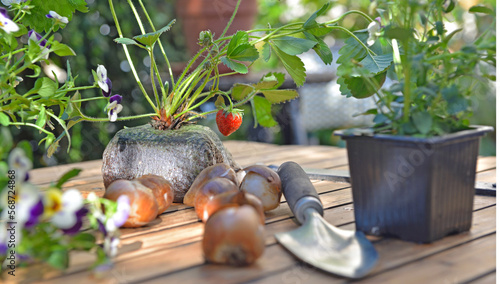 strawberry plant in soil with a fruit  put on a table with bulbs, flowers and...