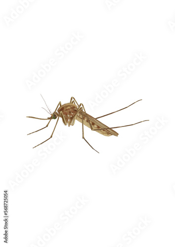 mosquito isolated, drawing, komar rysunek