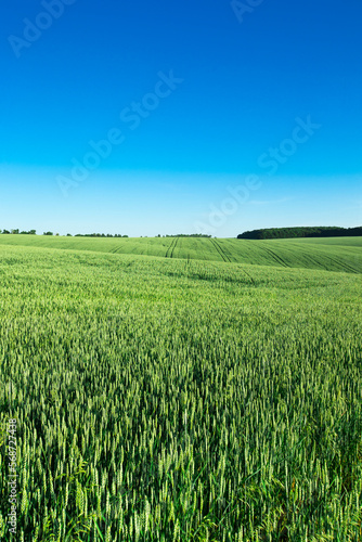 field of grass and perfect sky