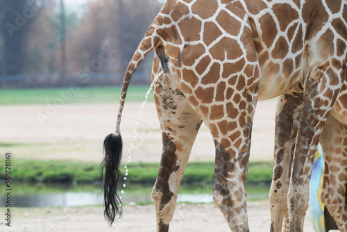 giraffe standing pee in the park.