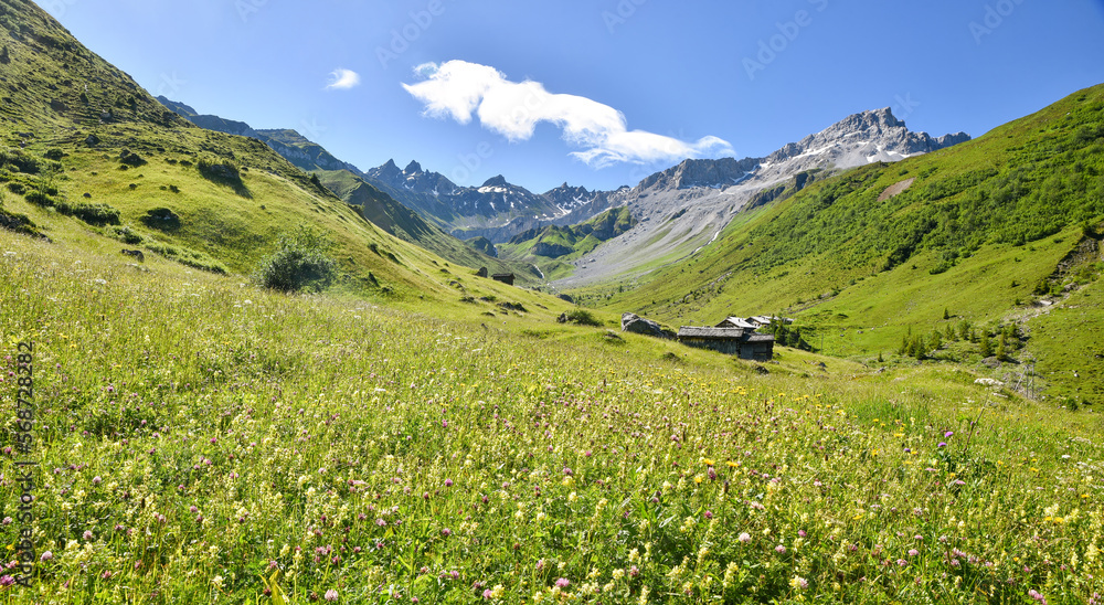 Fototapeta premium lush blooming flower meadow in gafiertal near st. antonien, swiss alps grisons
