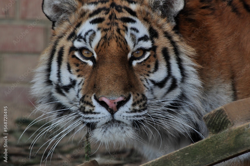 Naklejka premium Animals - traditionally (since Aristotle) distinguished category of organisms, currently considered as a biological kingdom. Animals are the main object of study of zoology.