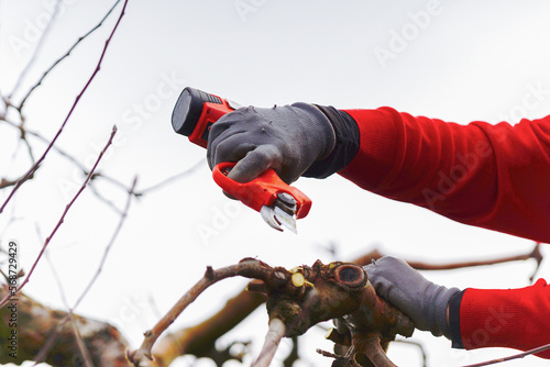Farmer pruning apple tree in orchard with electric secateurs. photo