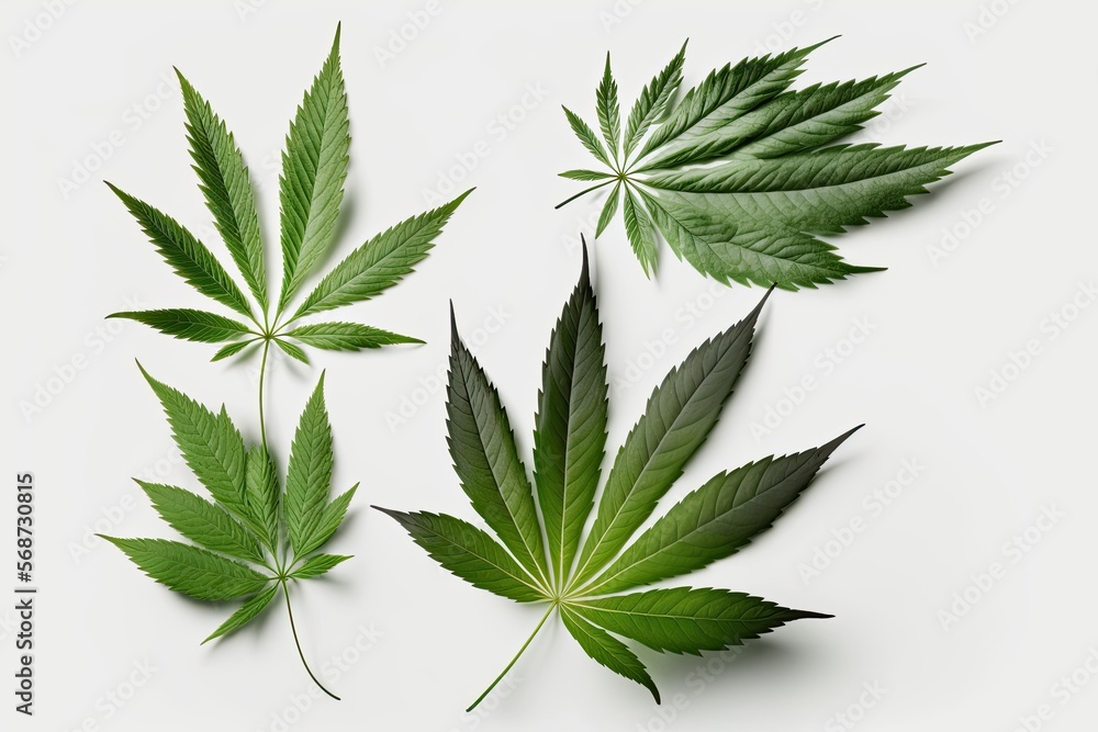 Cannabis is a standoff between a drug and a medicine. Close-up young hemp. Cannabis leaves isolated on white background. Cannabis is a standoff between a drug and a medicine. Close-up young hemp. Cannabis leaves isolated on white background.
