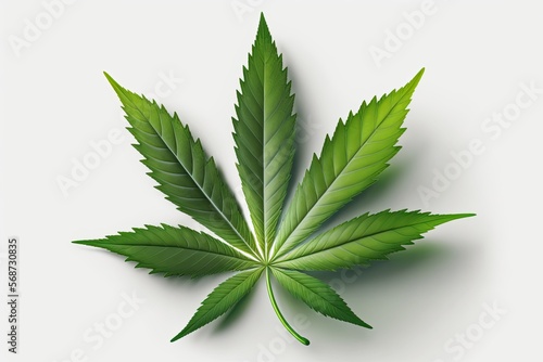 Cannabis is a standoff between a drug and a medicine. Close-up young hemp. Cannabis leaves isolated on white background.