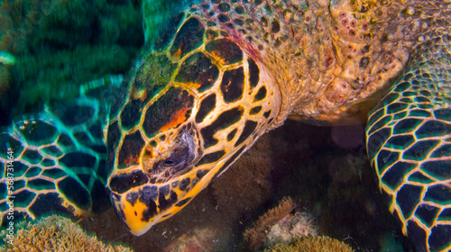 Hawksbill Sea Turtle  Eretmochelys imbricata  Coral Reef  North Ari Atoll  Maldives  Indian Ocean  Asia