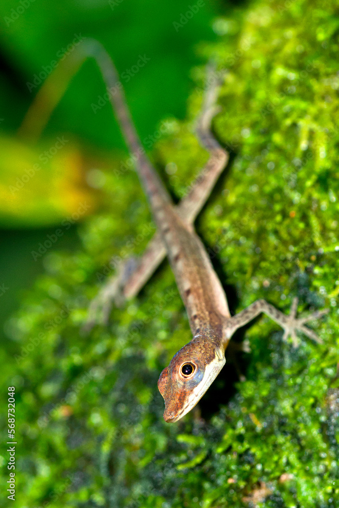 Anolis, Anole Lizard, Tropical Rainforest, Costa Rica, America Anolis, Anole Lizard, Tropical Rainforest, Costa Rica, America