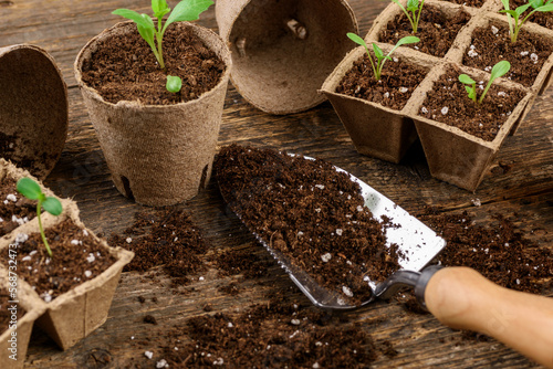 Canvastavla Potted flower seedlings growing in biodegradable peat moss pots