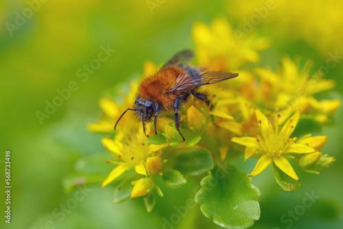 Fluffy bumblebee on yellow sedum flowers in the garden. Pollination, insects in the wild. © Marina