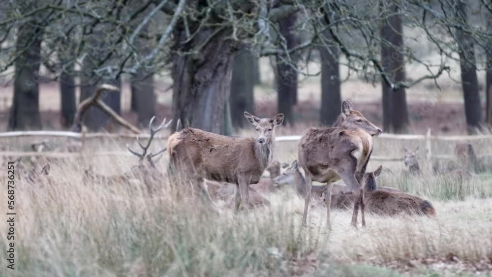 Slow motion static shot of few deer's in Richmond park. Slow motion static shot of few deer's in Richmond park.
