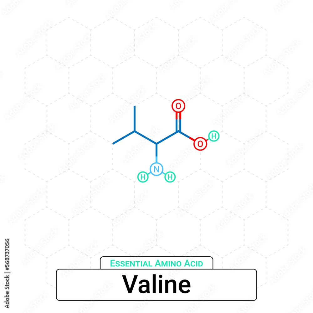 Valine Chemical Structure Essential Amino Acid Organic Molecules, Functional, Side Chain, Carboxyl, Amino Group, Protein Building Block Isolated on Whited Background, Chemistry, Biology Valine Chemical Structure Essential Amino Acid Organic Molecules, Functional, Side Chain, Carboxyl, Amino Group, Protein Building Block Isolated on Whited Background, Chemistry, Biology