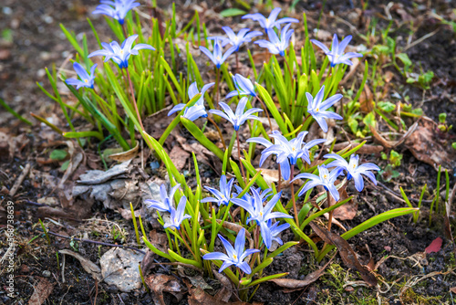 Museum-Reserve A.N. Ostrovsky Shchelykovo, bluebell flowers, Kineshma
