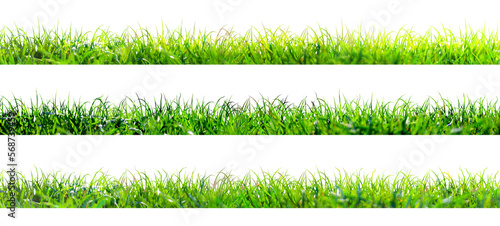 green grass illustration isolated on white background