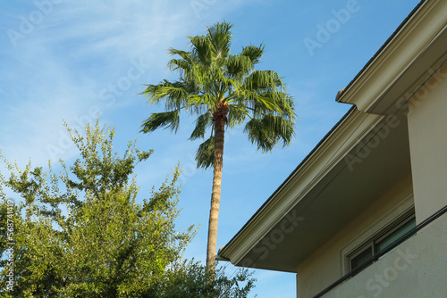 Beautiful green palm tree against blue sky
