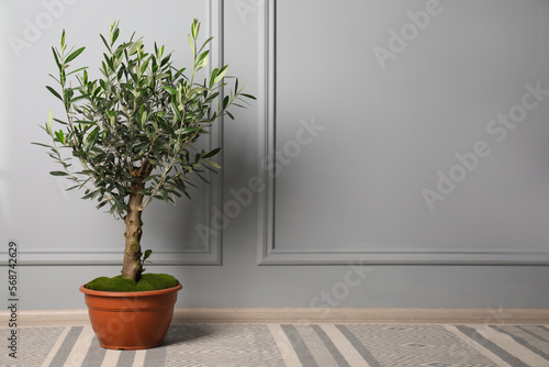 Fototapeta Naklejka Na Ścianę i Meble -  Olive tree in pot on floor near light grey wall in room, space for text. Interior element