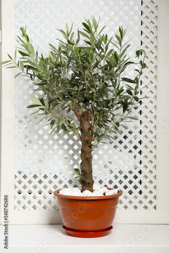 Beautiful potted olive tree on window sill indoors