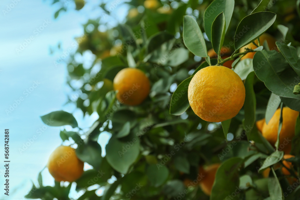 Fresh ripe oranges growing on tree outdoors. Space for text