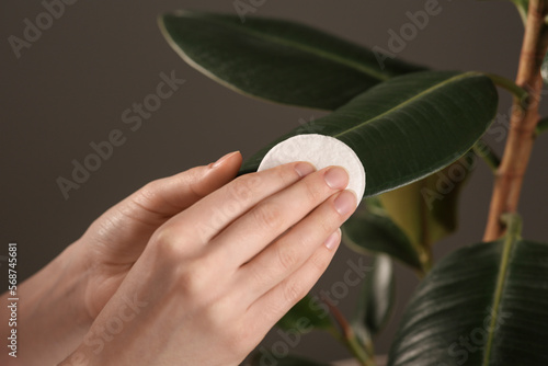 Woman wiping houseplant's leaves with cotton pad against grey wall, closeup