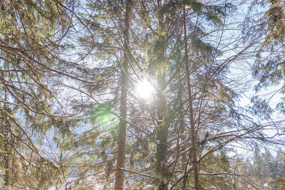 Obraz premium trees and sky in a snow forest