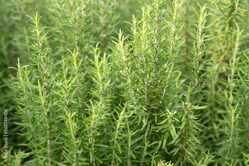 Rosemary herb grows in outdoor garden