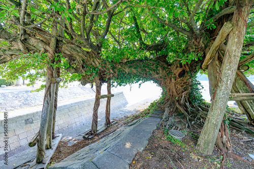 冬の三角西港　アコウの木　熊本県宇城市　Misumi West Port in winter. Ako tree. Kumamoto Prefecture, Uki city. photo