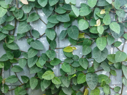 green ivy leaves in the wall (ID: 568746623)