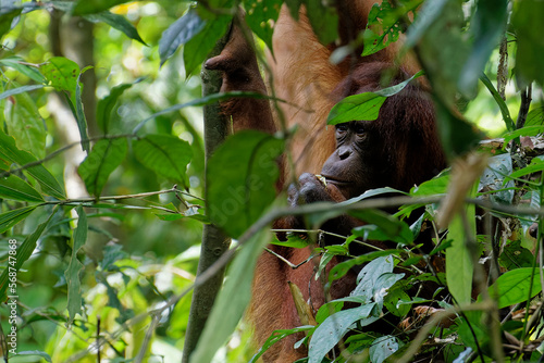 Die wundervolle tropische Welt von Borneo