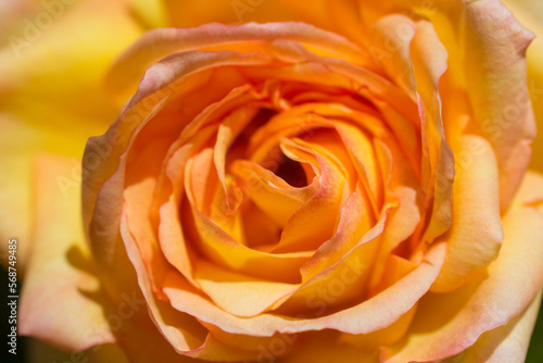 orange rose