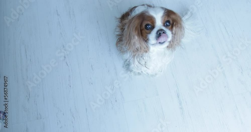 Cute little spaniel carefully look up standing on floor, from above view. Beautiful furry puppy sneezing and barking.