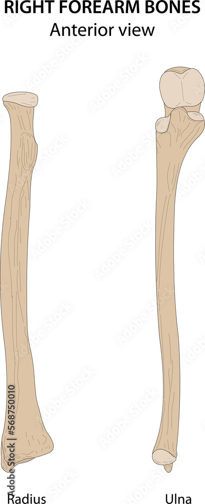 Right forearm bones (Radius and Ulna). Anterior view. Right forearm bones (Radius and Ulna). Anterior view.