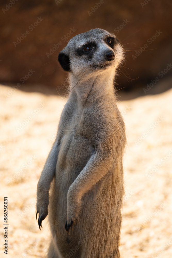 Fototapeta premium Meerkats curiously observe their surroundings