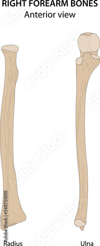 Right forearm bones (Radius and Ulna). Anterior view.