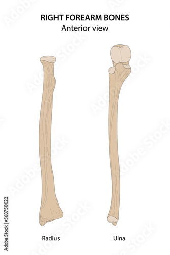 Right forearm bones (Radius and Ulna). Anterior view.