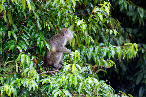 Fototapeta Naklejka Na Ścianę i Meble -  Die wundervolle tropische Welt von Borneo