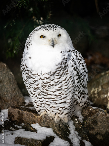 snowy owl on rocks