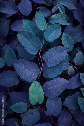 beautiful blue plant leaves in wintertime, blue background
