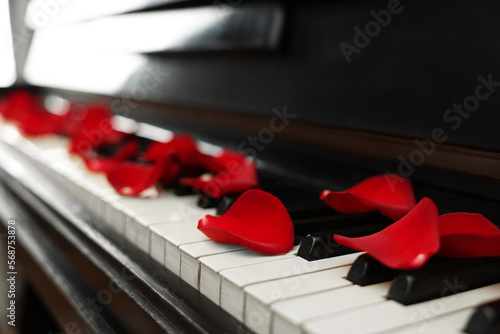 Canvas Print Many red rose petals on piano keys, closeup. Space for text